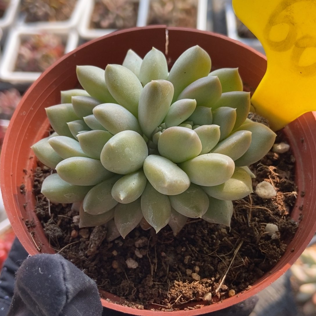 6090牛奶糖多肉植物保护