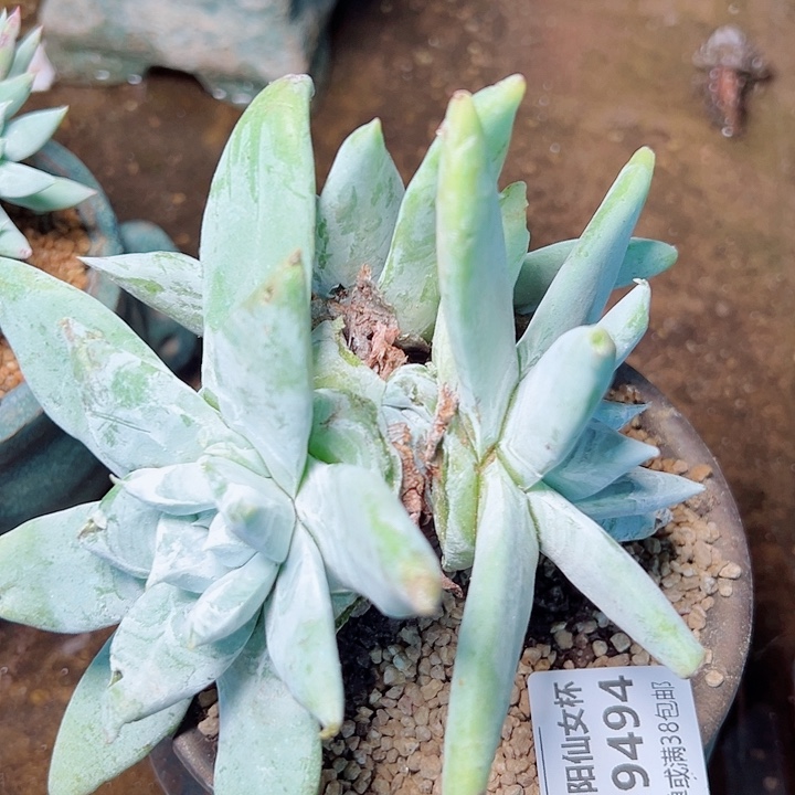 9494拇指苹果叶仙女杯多肉