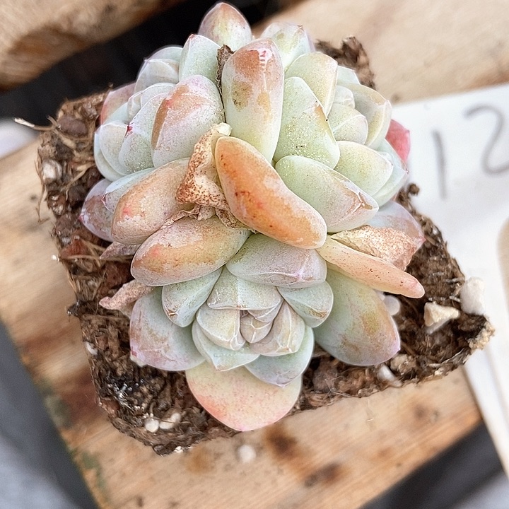 多肉植物冰玉912