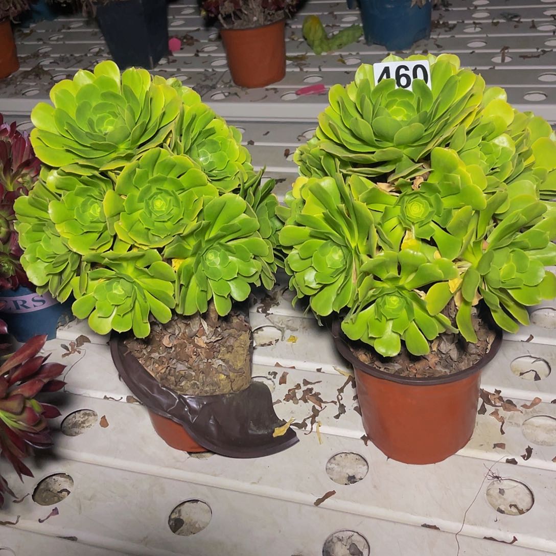 法师两盆3–17包邮法师