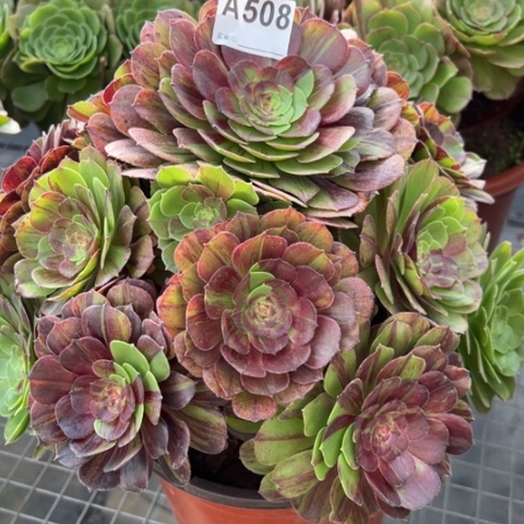 508花月夜32厘米左右