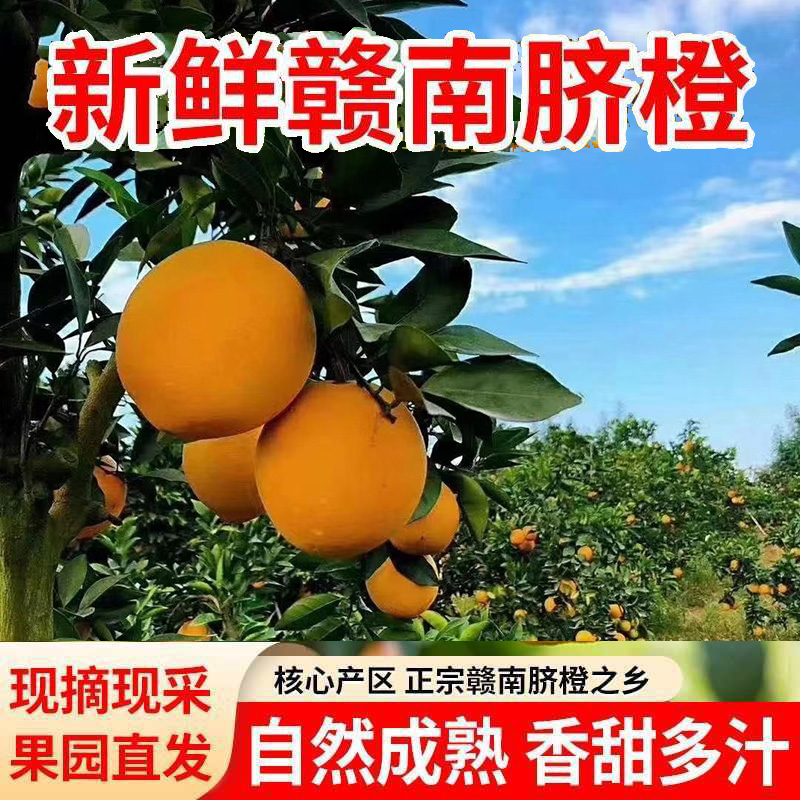 20斤正宗赣南脐橙应季新鲜水果橙子产地直发特产现摘橙香坏果包赔