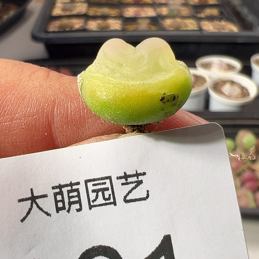 一物一拍。         261