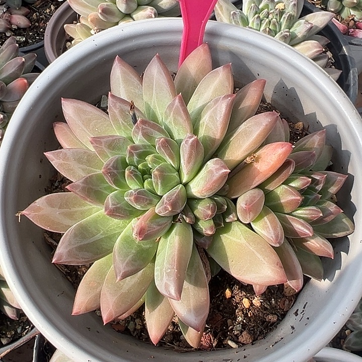 暗纹呢美人一物一拍218