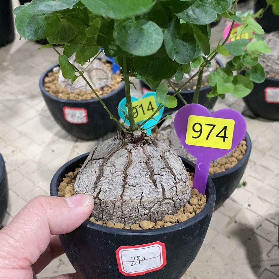 南非龟甲龙龟甲龙