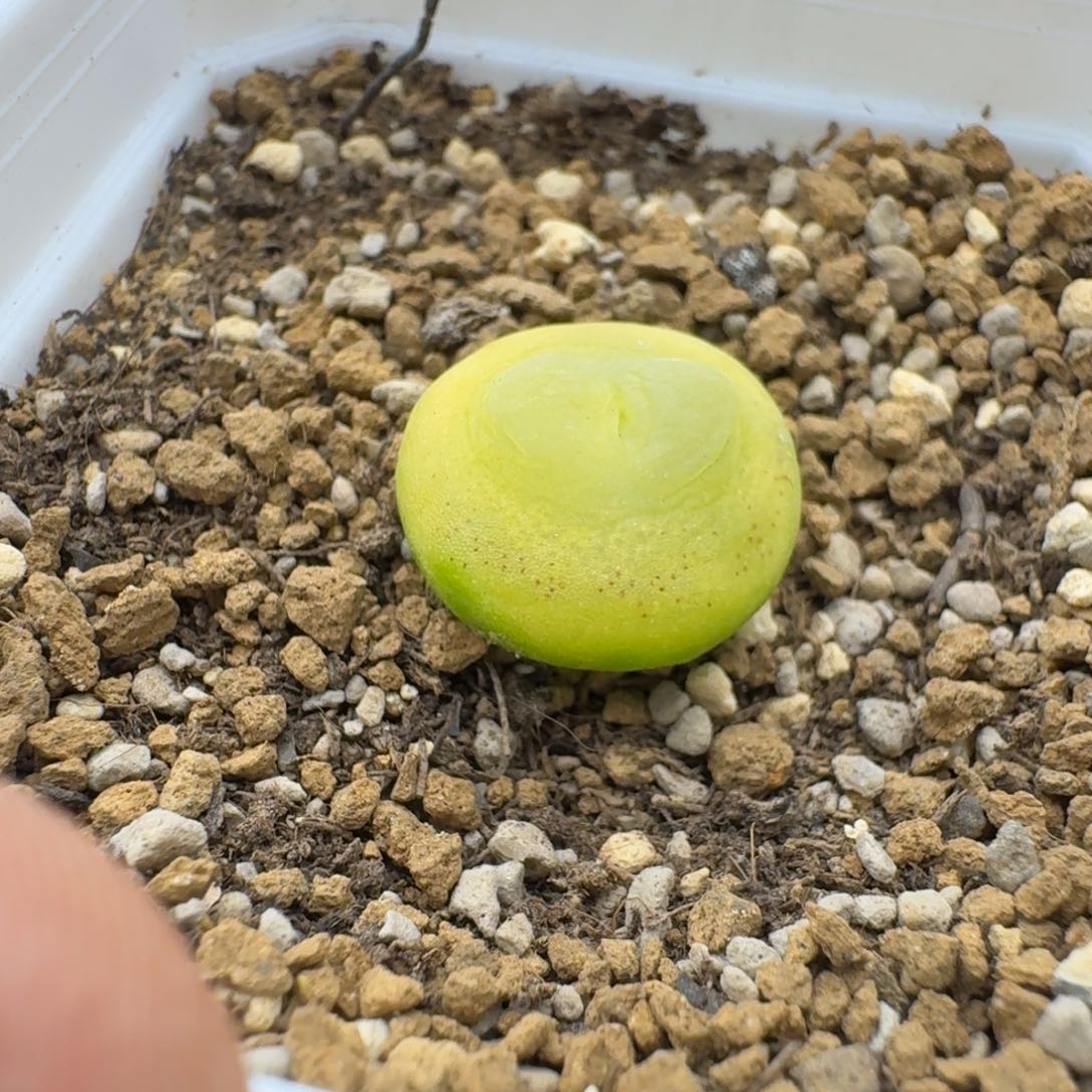 拉登1.8cm多肉。