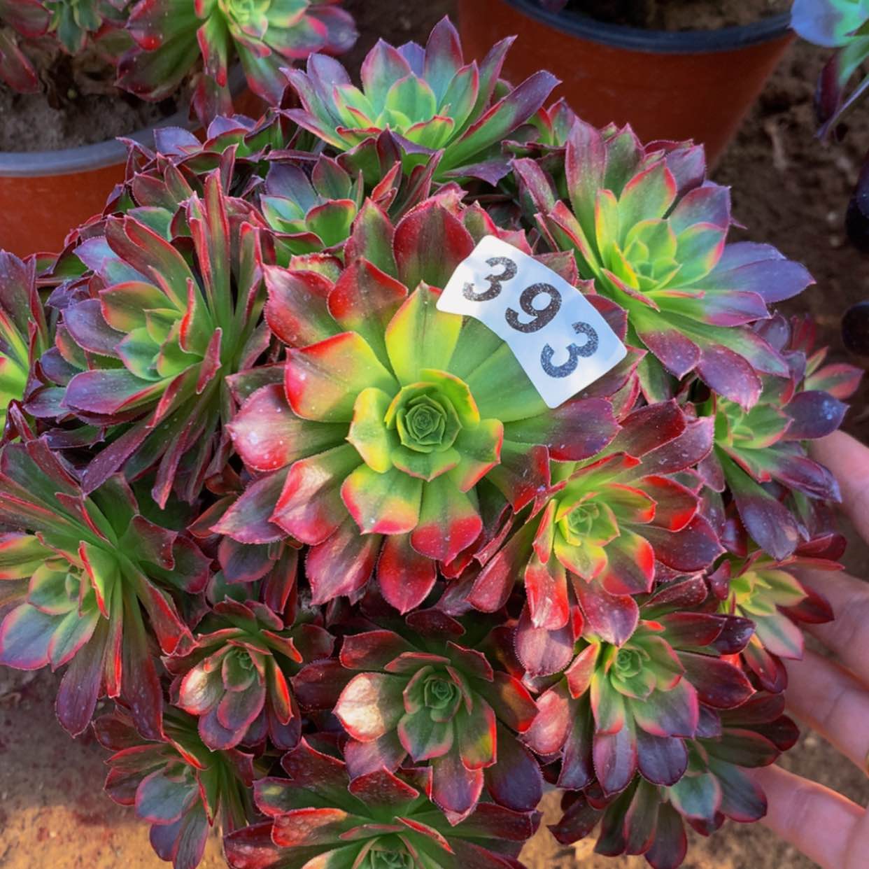 【闪购商品】393安娜多肉