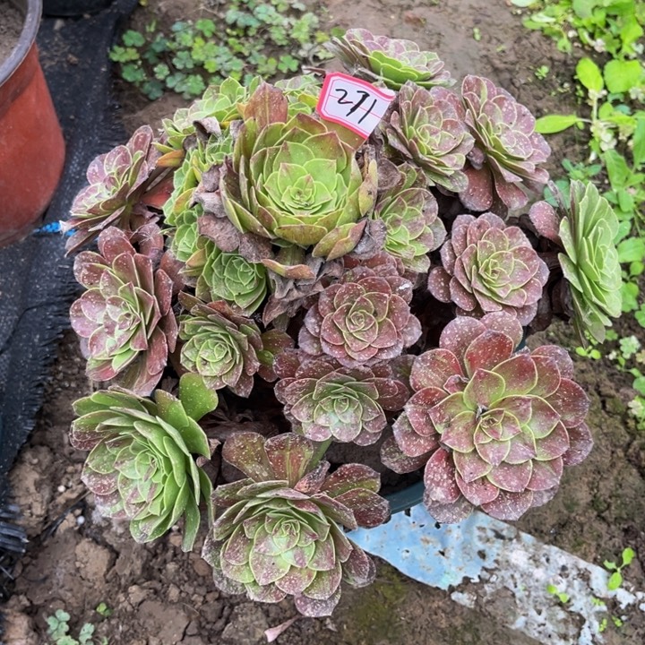 271花月夜多肉植物