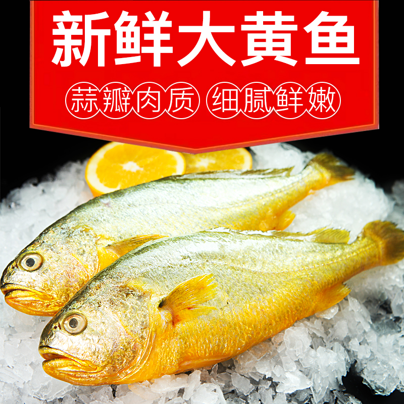 东海新鲜野化黄鱼独立包装5条装无冰鲜活黄鱼速冻锁鲜大黄鱼海鲜
