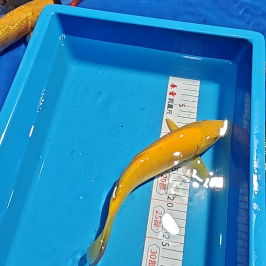 锦鲤不包邮邮费到付