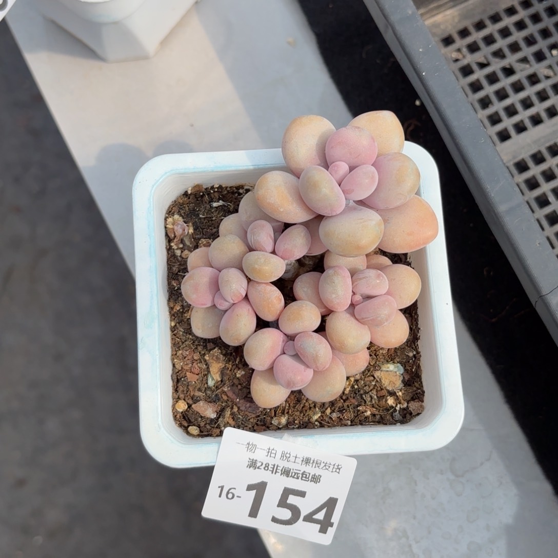 桃蛋多肉多肉多肉多肉