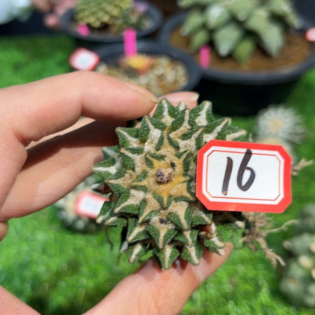 16号自根黑牡丹福利