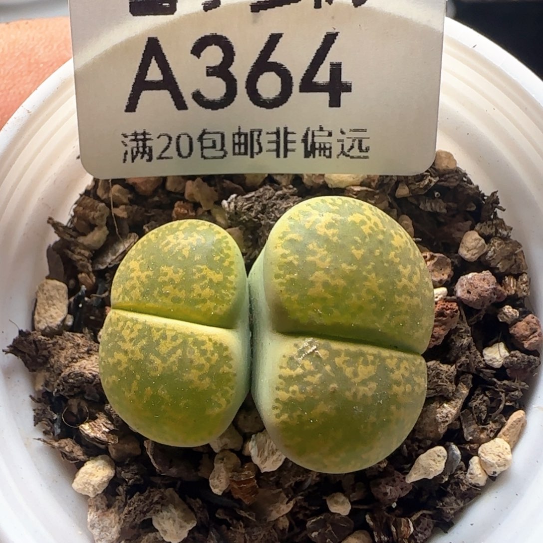 绿紫薰。