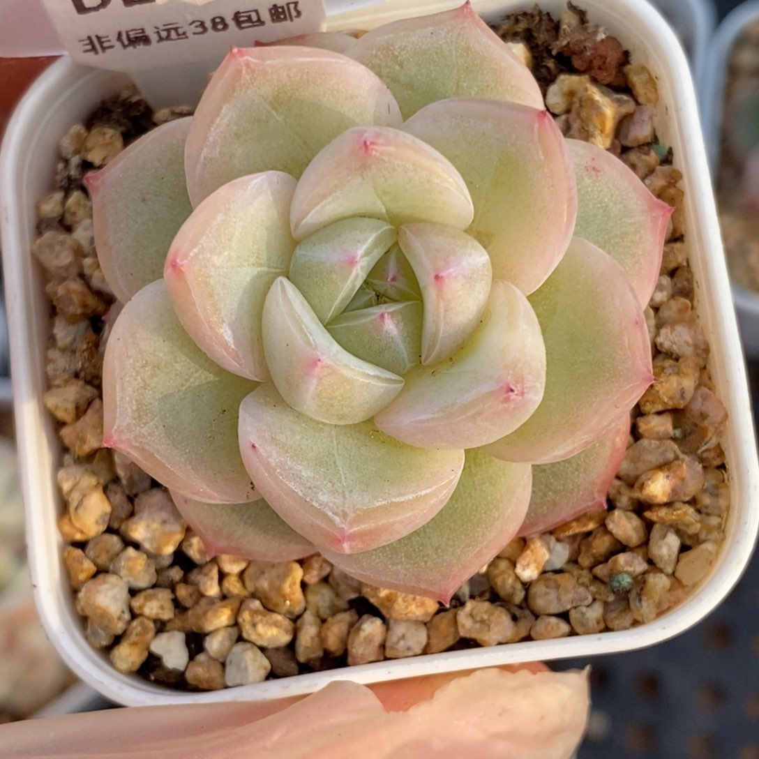 155东篱下多肉植物盆栽