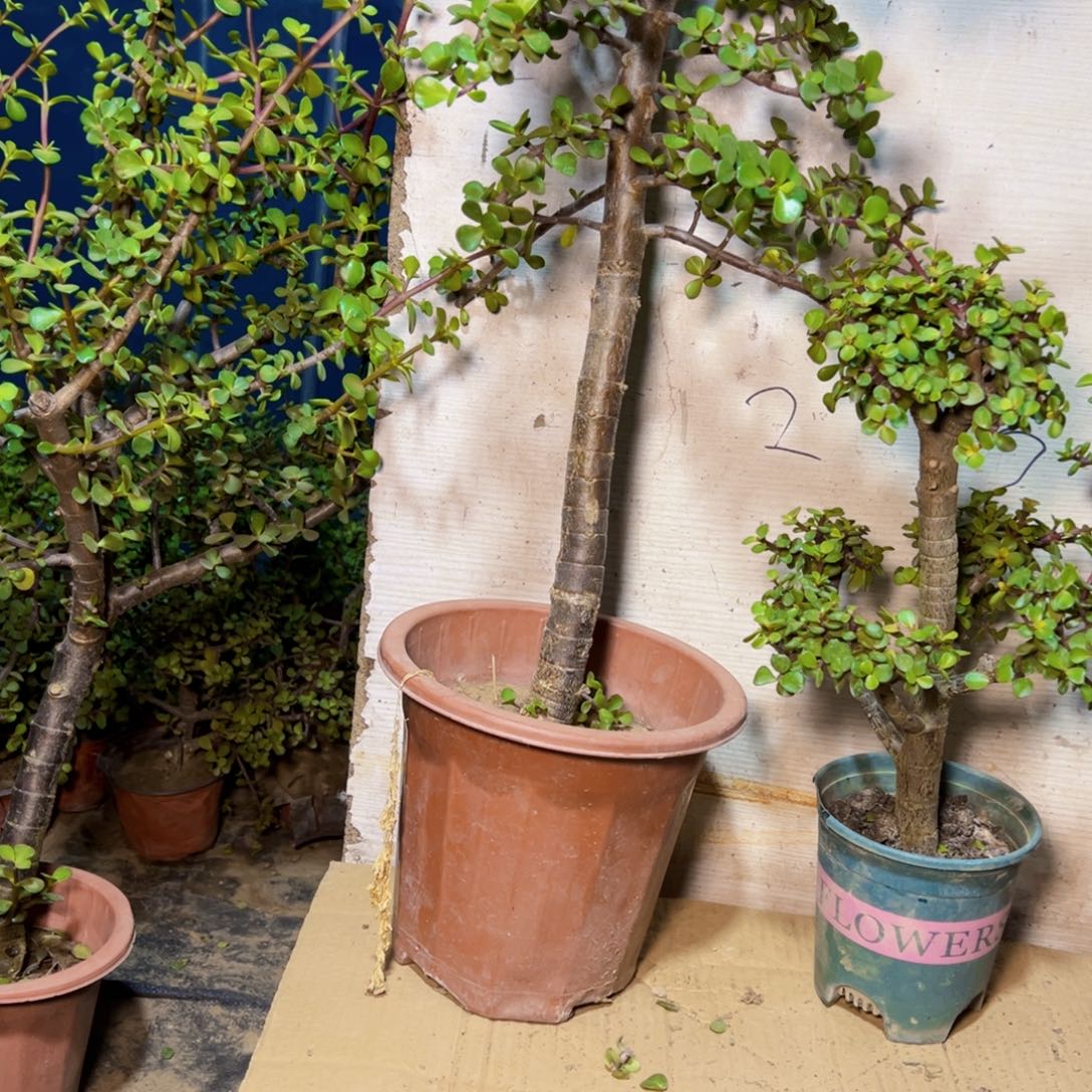 顺****神老桩金枝玉叶一物一拍