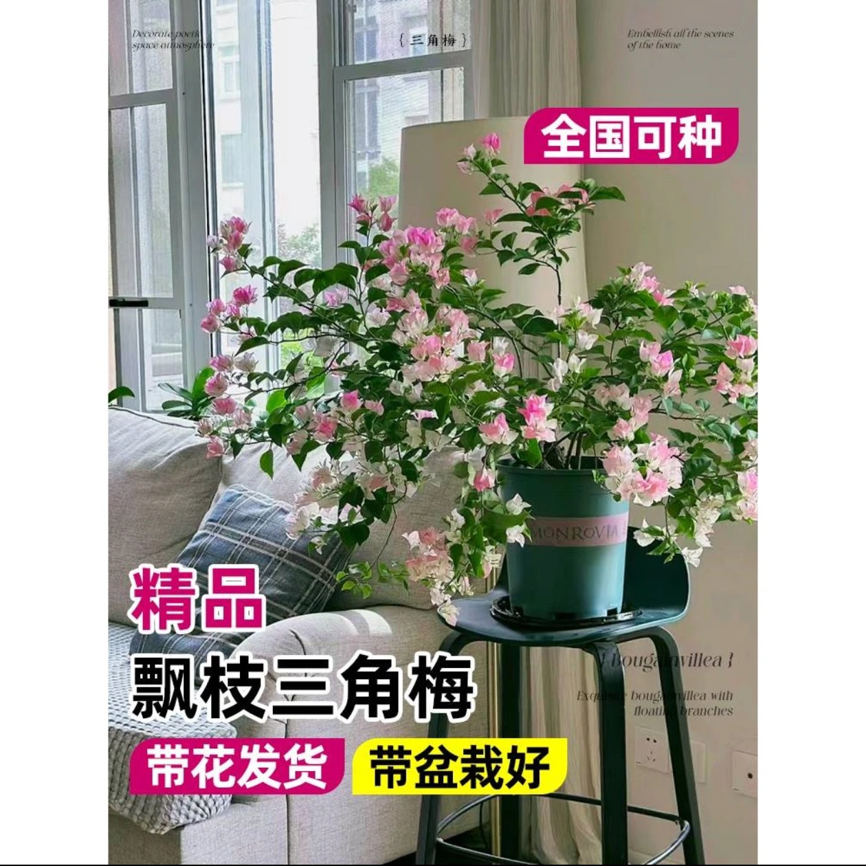 绿樱三角梅盆栽飘枝造型老桩爬藤花卉室内外庭院植物