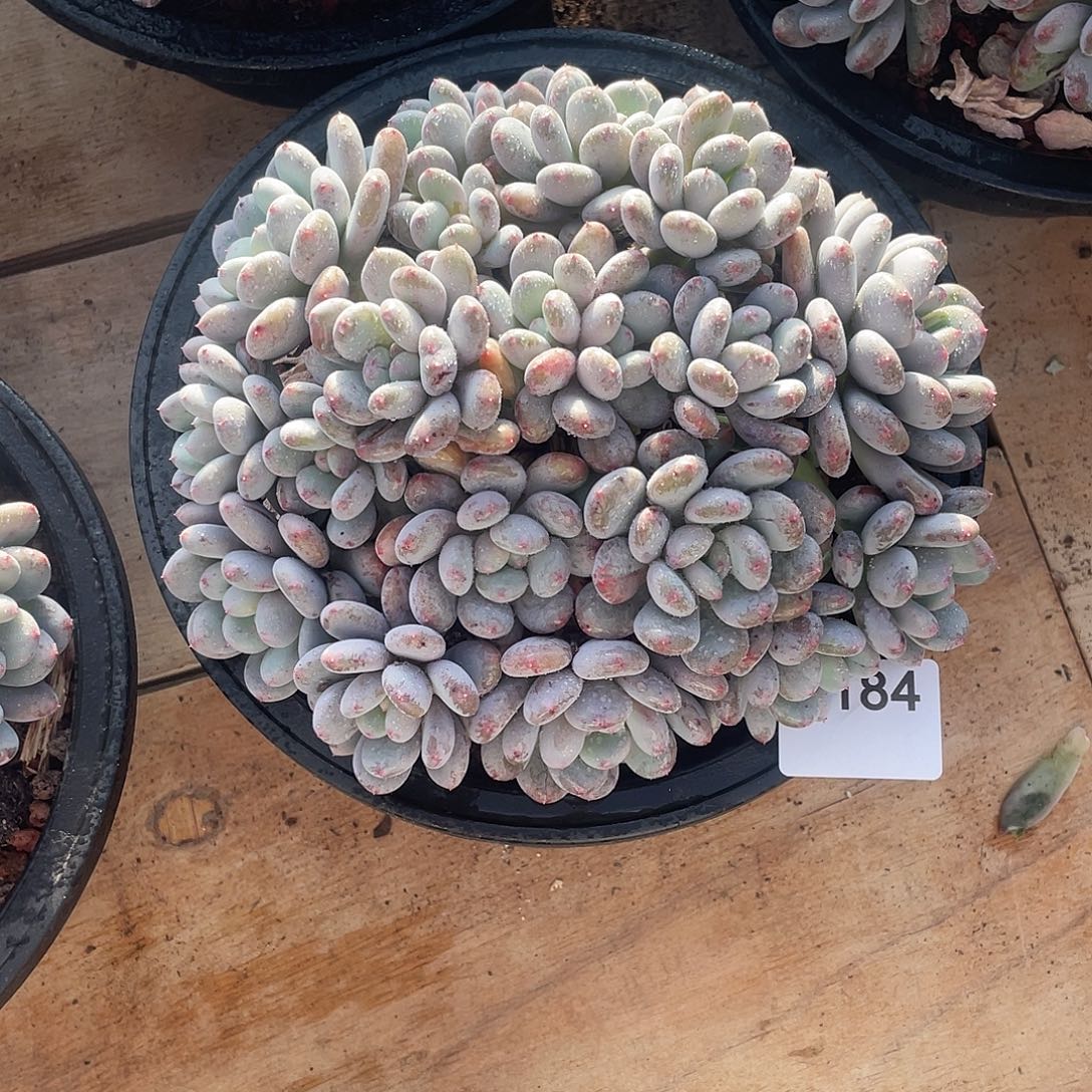 五****184多肉植物多肉植物