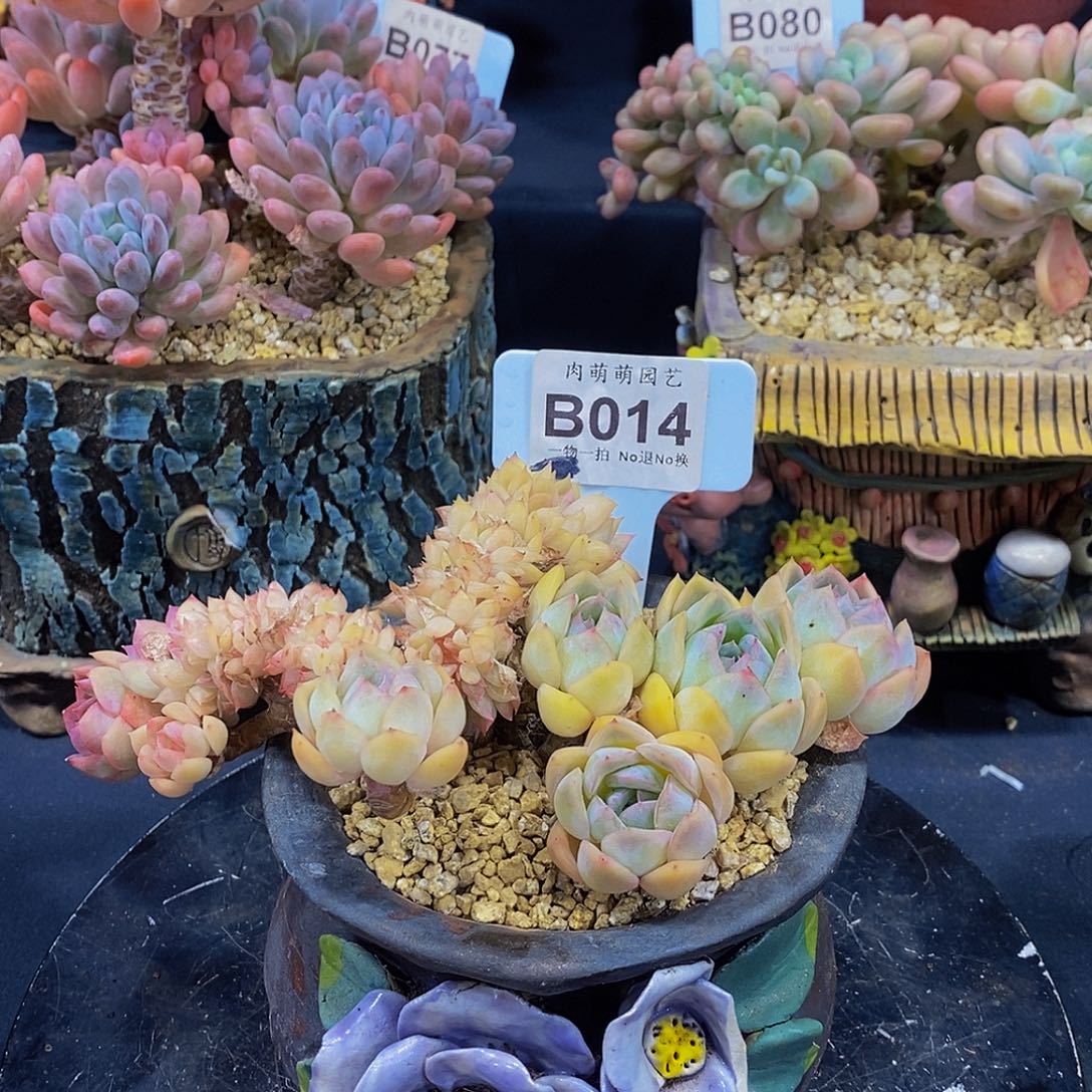 B014莎莎女王缀化