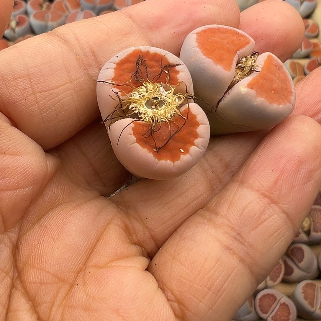 向**行731生石花开播福利炸了1111111111