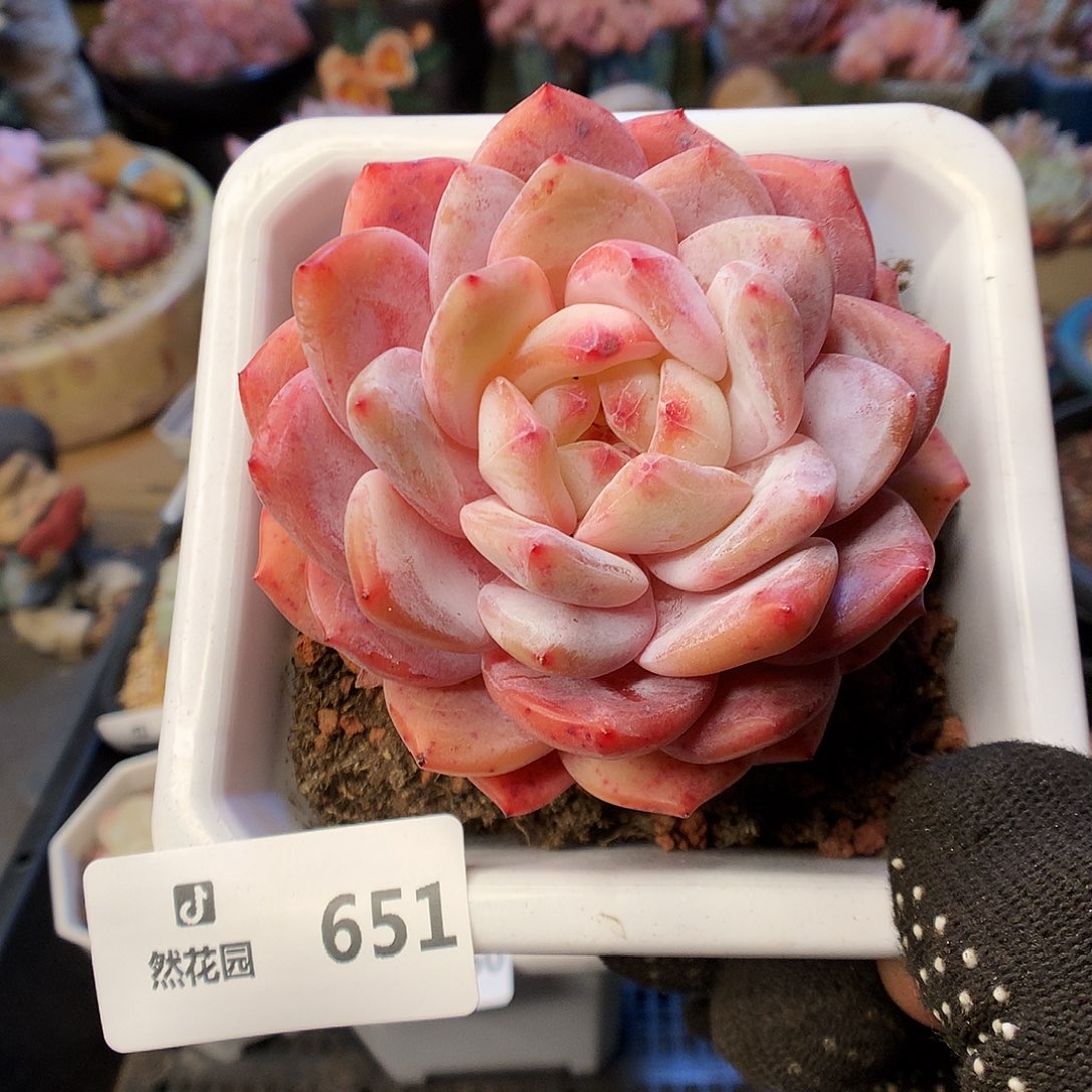 651雪天使多肉植物633