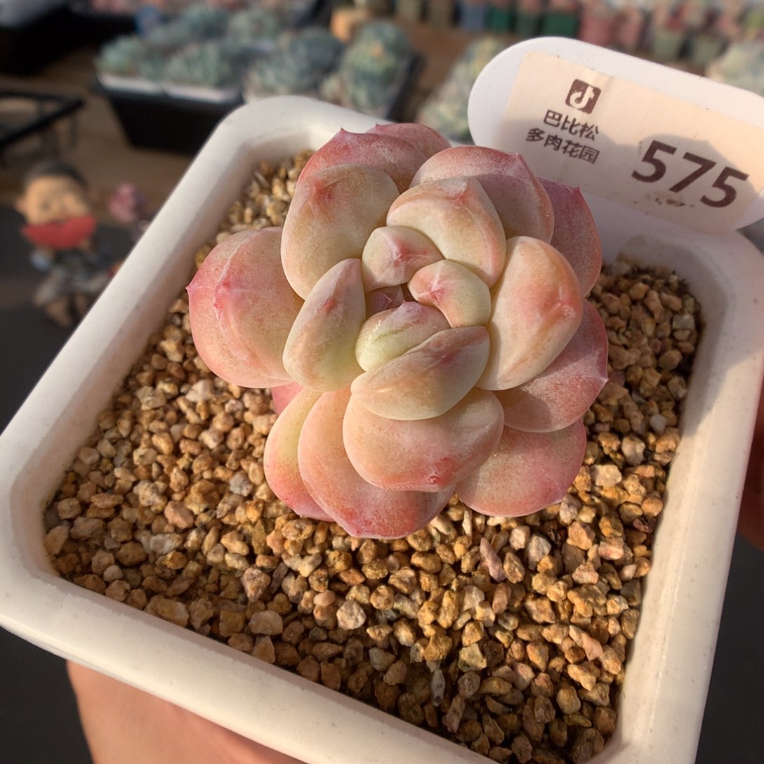 575彩色冰玉石化带叠叶粗腿