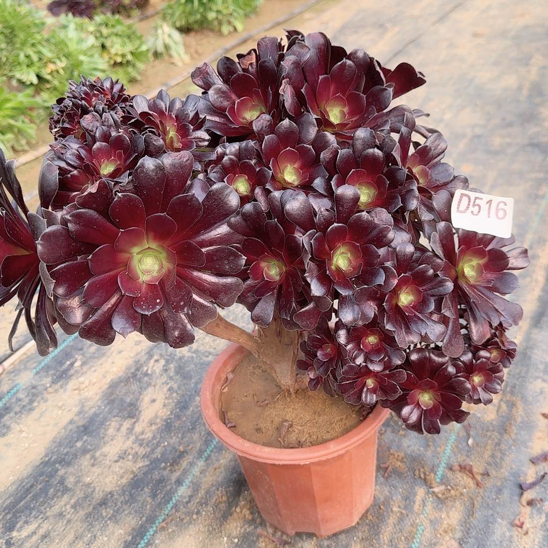 516欧紫朵朵一颗呀呀