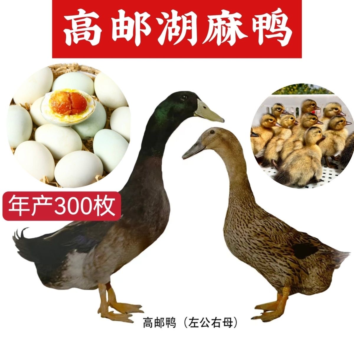 高邮麻鸭产双黄蛋大种麻鸭宠物鸭【正宗双黄蛋鸭】