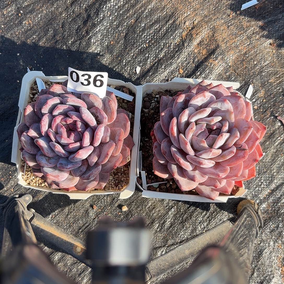 036包邮包邮包邮包邮