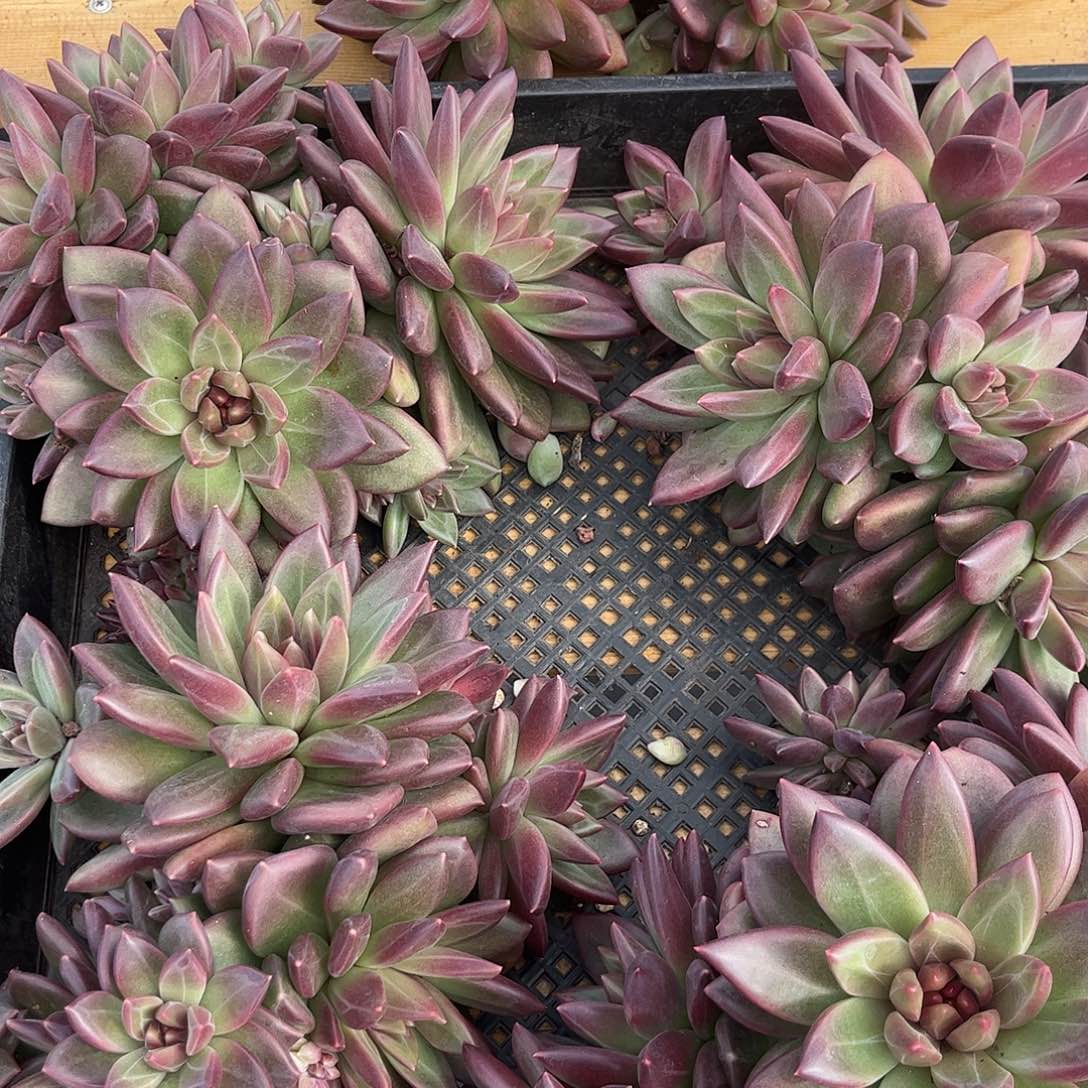 仙***店迷雾泡泡5颗。        