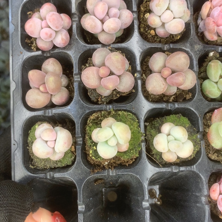 彩虹。蛋黄。 糖果。乘以3。 包邮