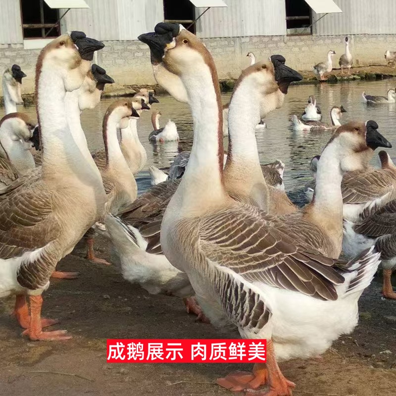 2-3【两】狮头鹅肉鹅肉质鲜美