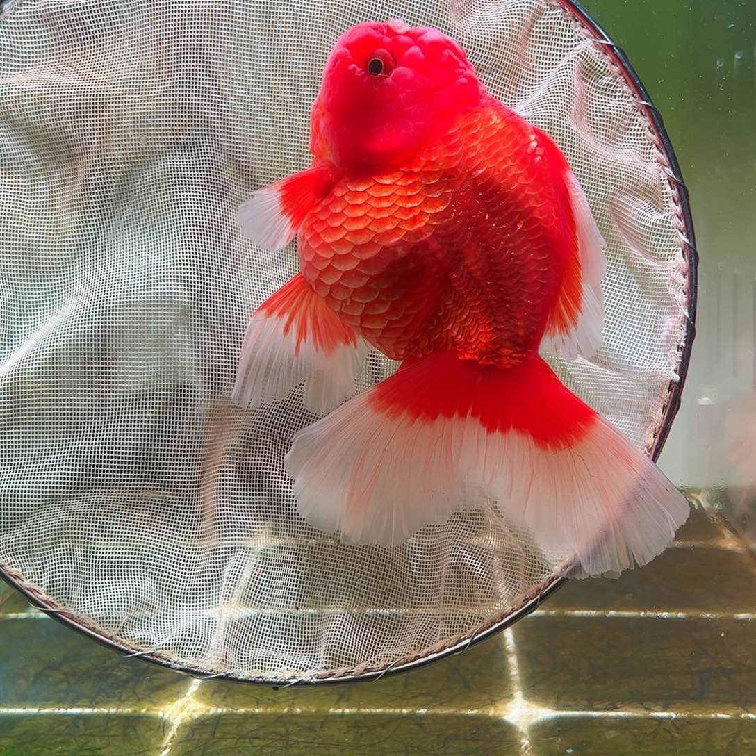 金鱼百褶泰狮亚成38