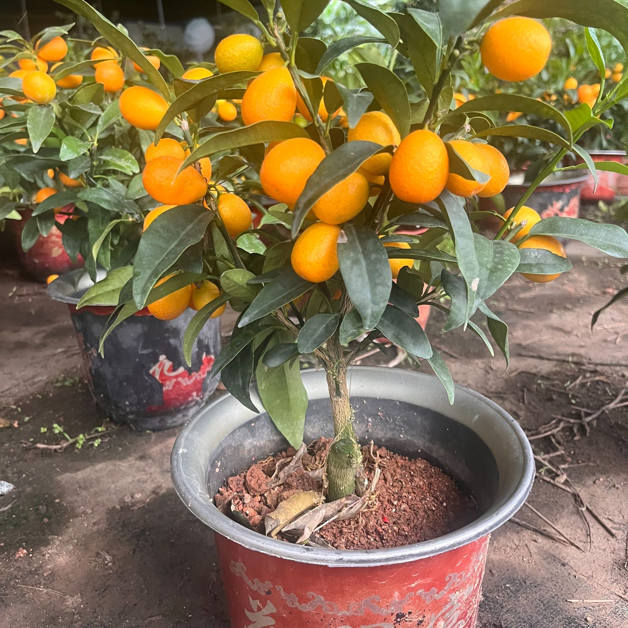 盆景绿植包邮到家一物一拍