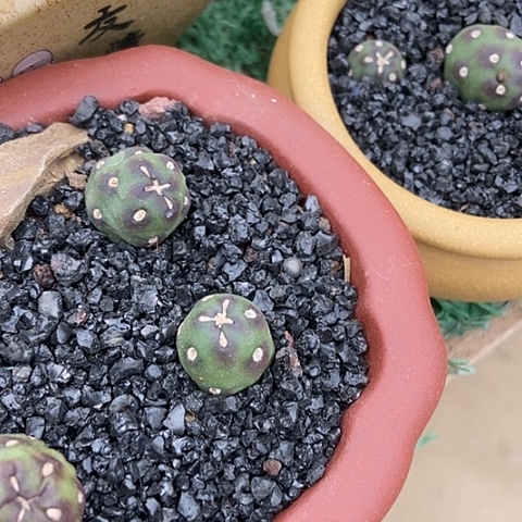 永***仙人掌朝日小土豆一粒有根