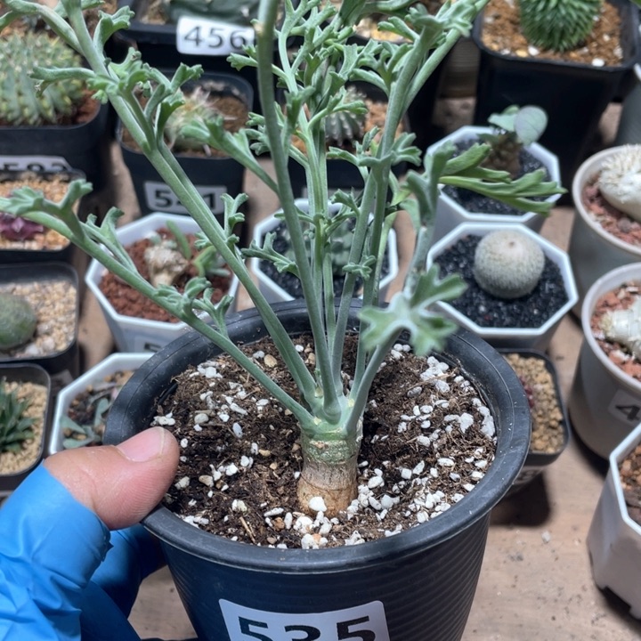 535鹿茸沉香洋葵