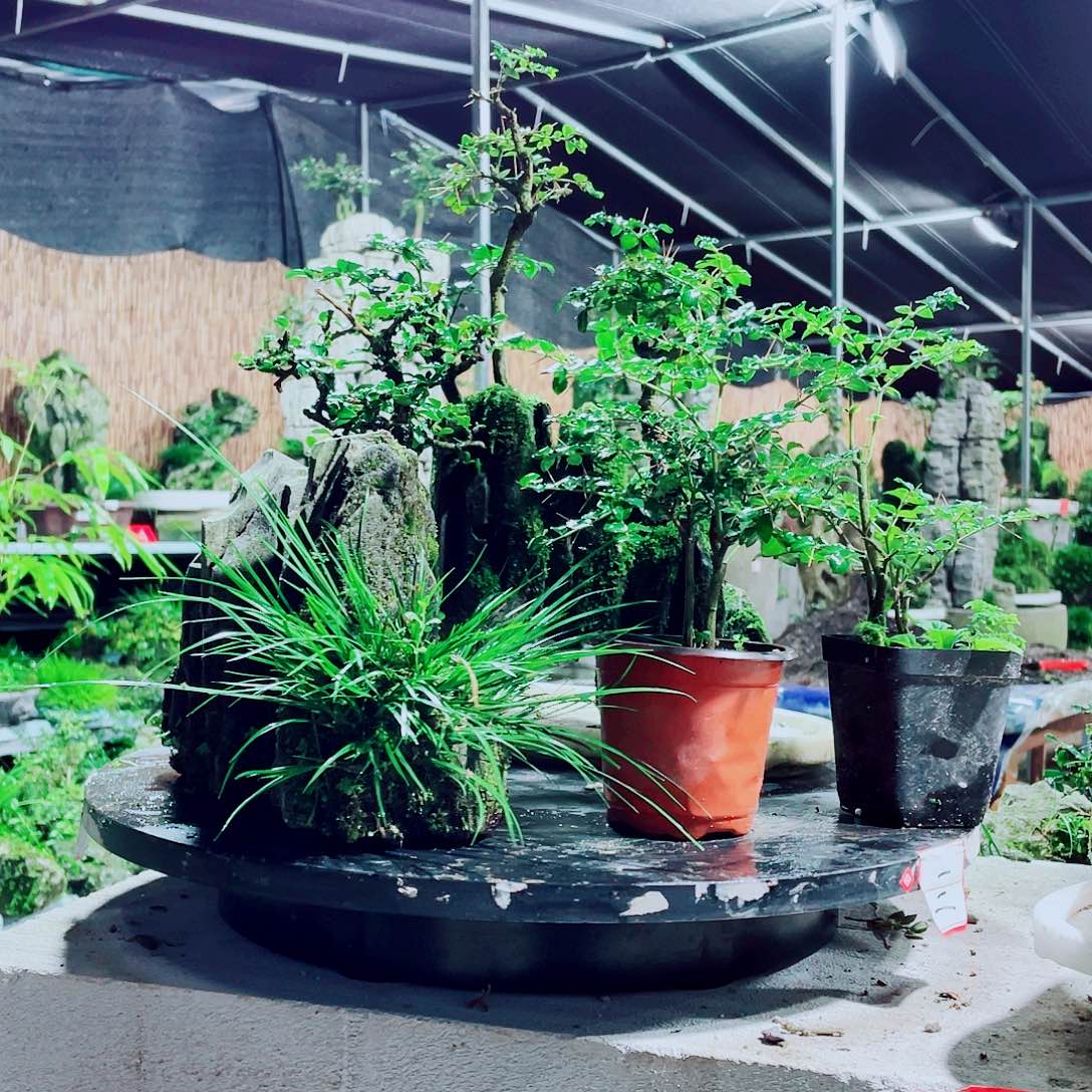 6***2无花朵新品发布和产品销售服务