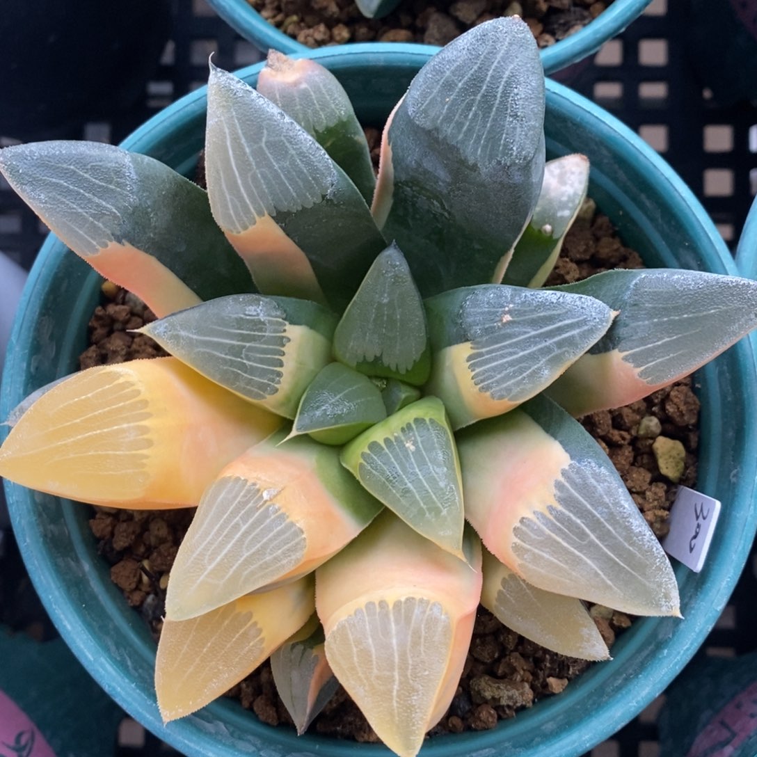 一颗实生大克锦。  