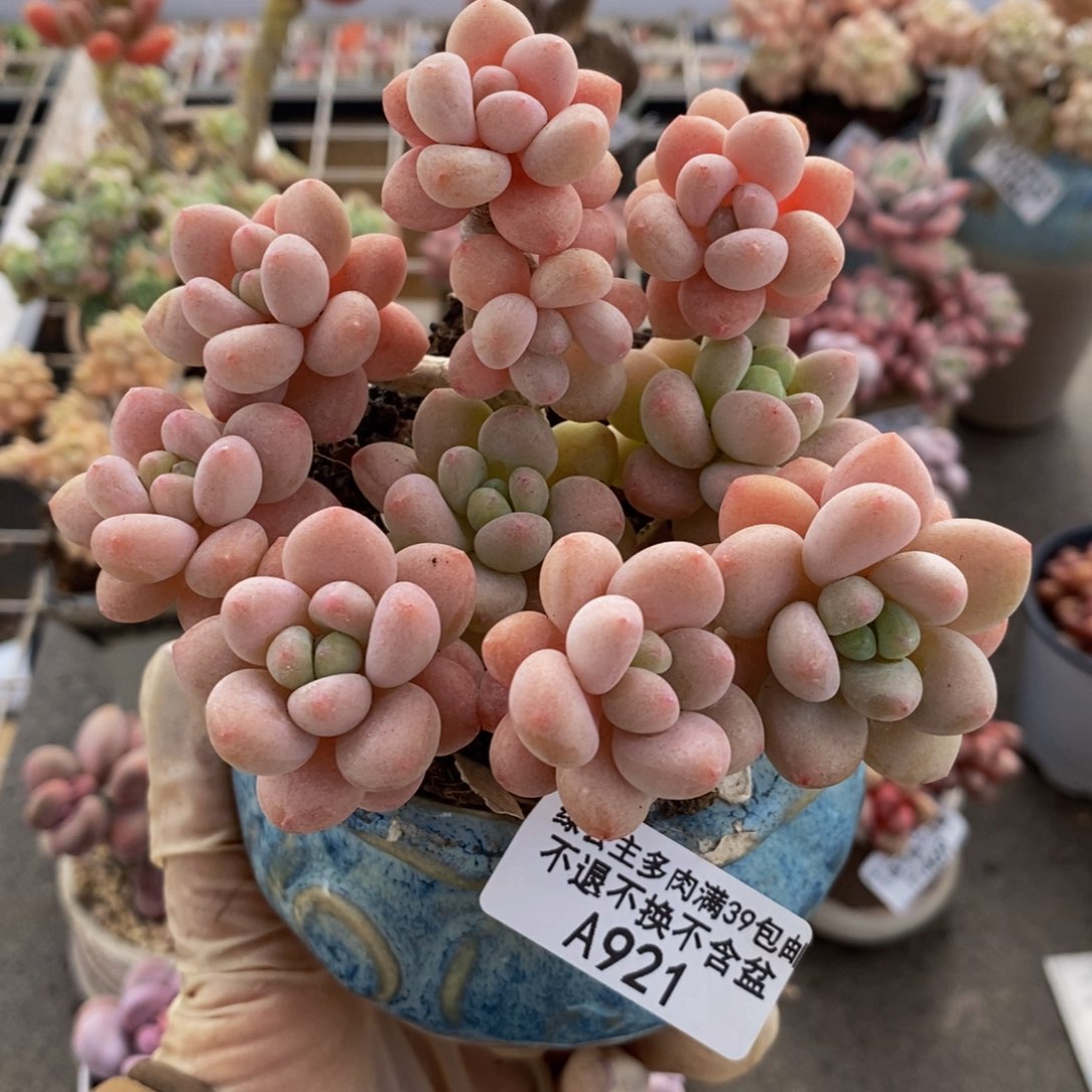 鱼子酱921/10cm多肉