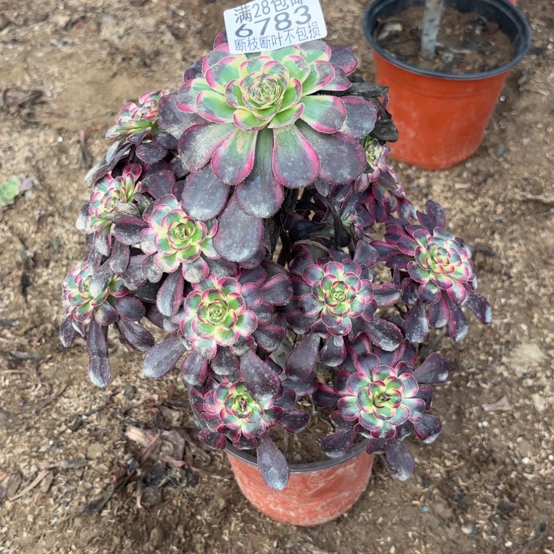 T. 6783丽娜多肉223336