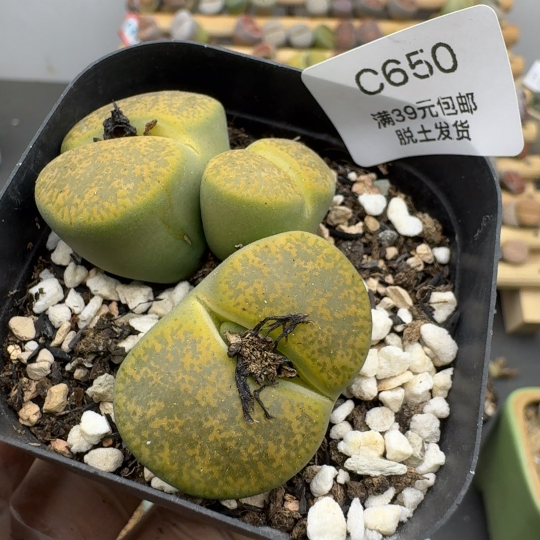 650哈哈哈哈哈哈哈哈哈