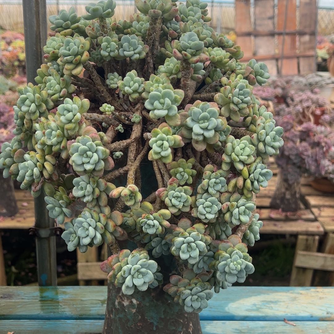 露养老桩劳尔加盆