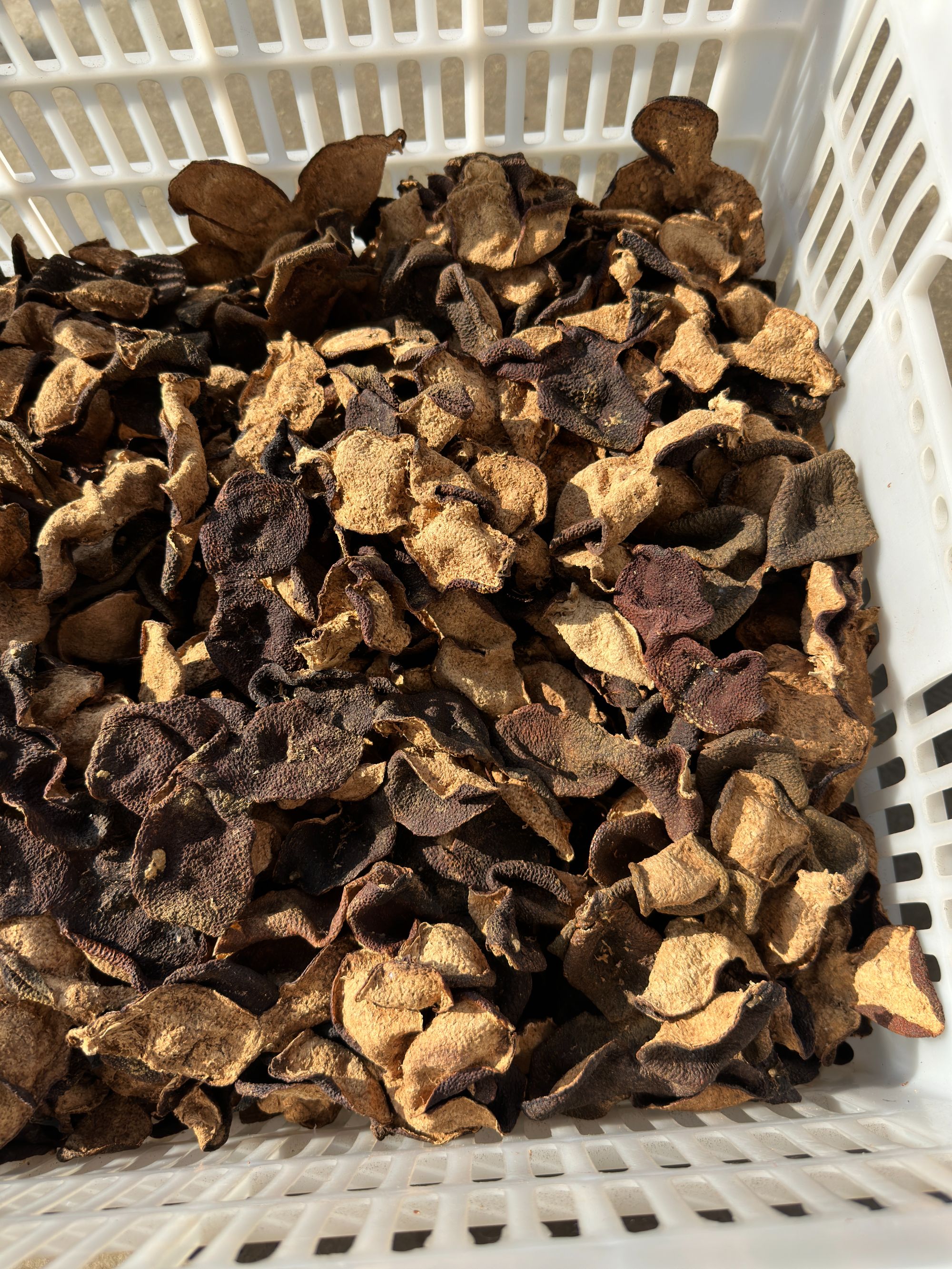 2012年南坦冬后整皮【老年份狗腩皮】采摘圈枝皮【老马果围】