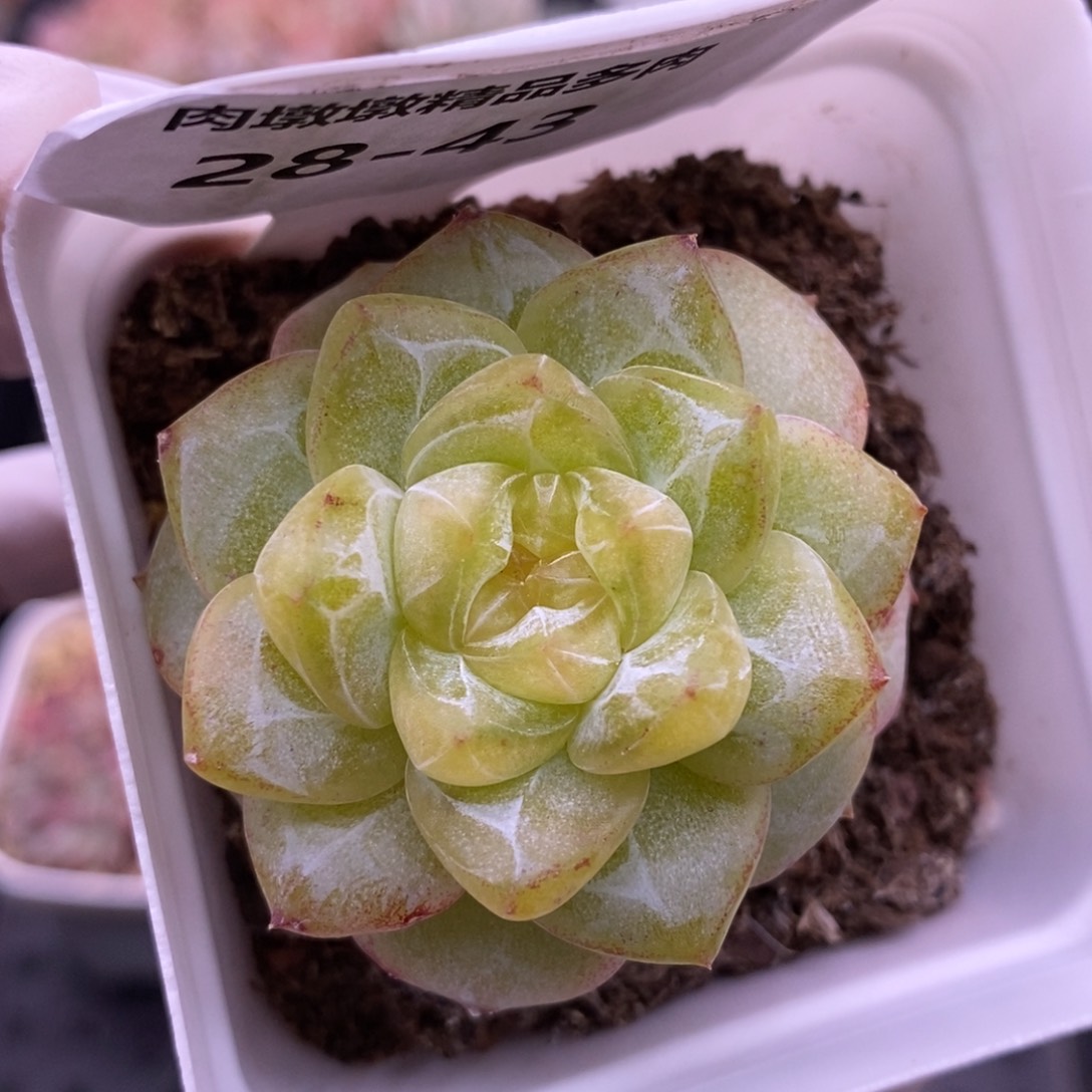 【闪购商品】28-43粉钻