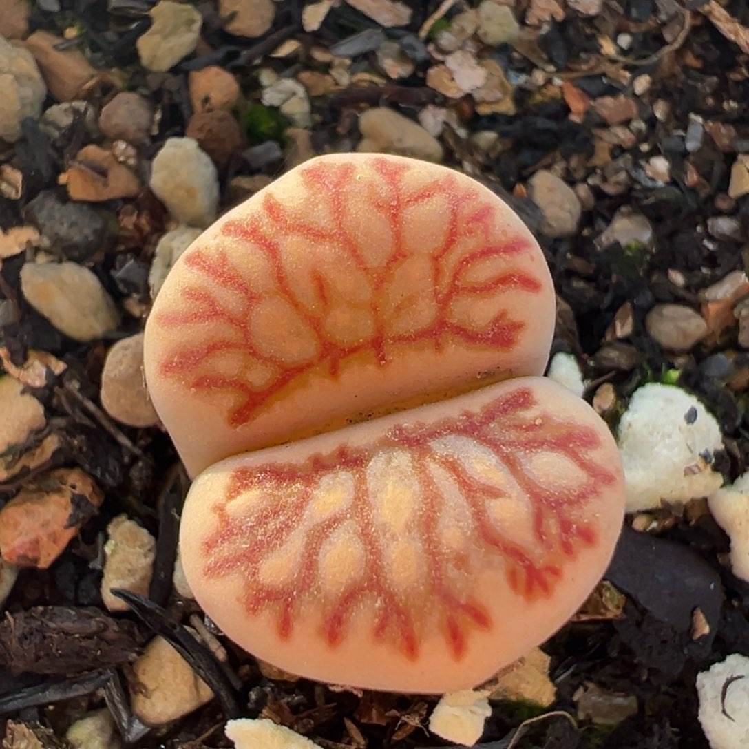 如***767多肉植物百科植物