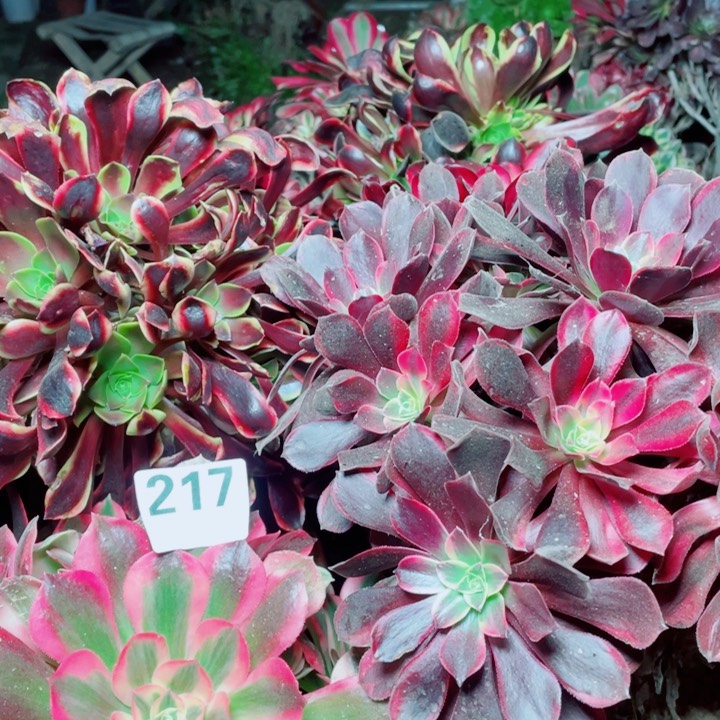 多肉植物组合217