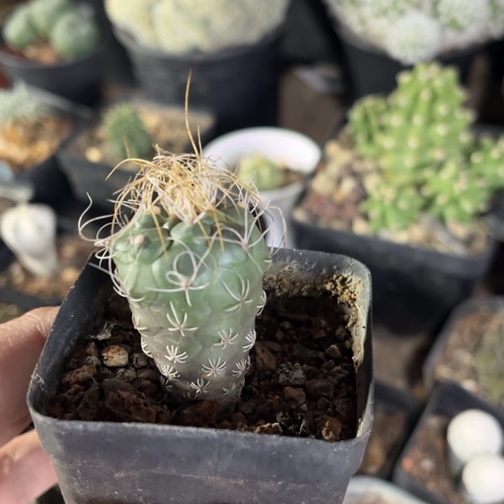 仙人球一物一拍实生