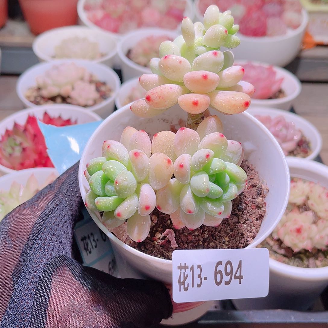 花利美13-694罗琦