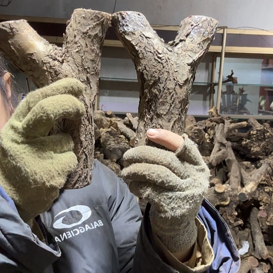 香榧木风**轻火琉璃的故事毛料摆件