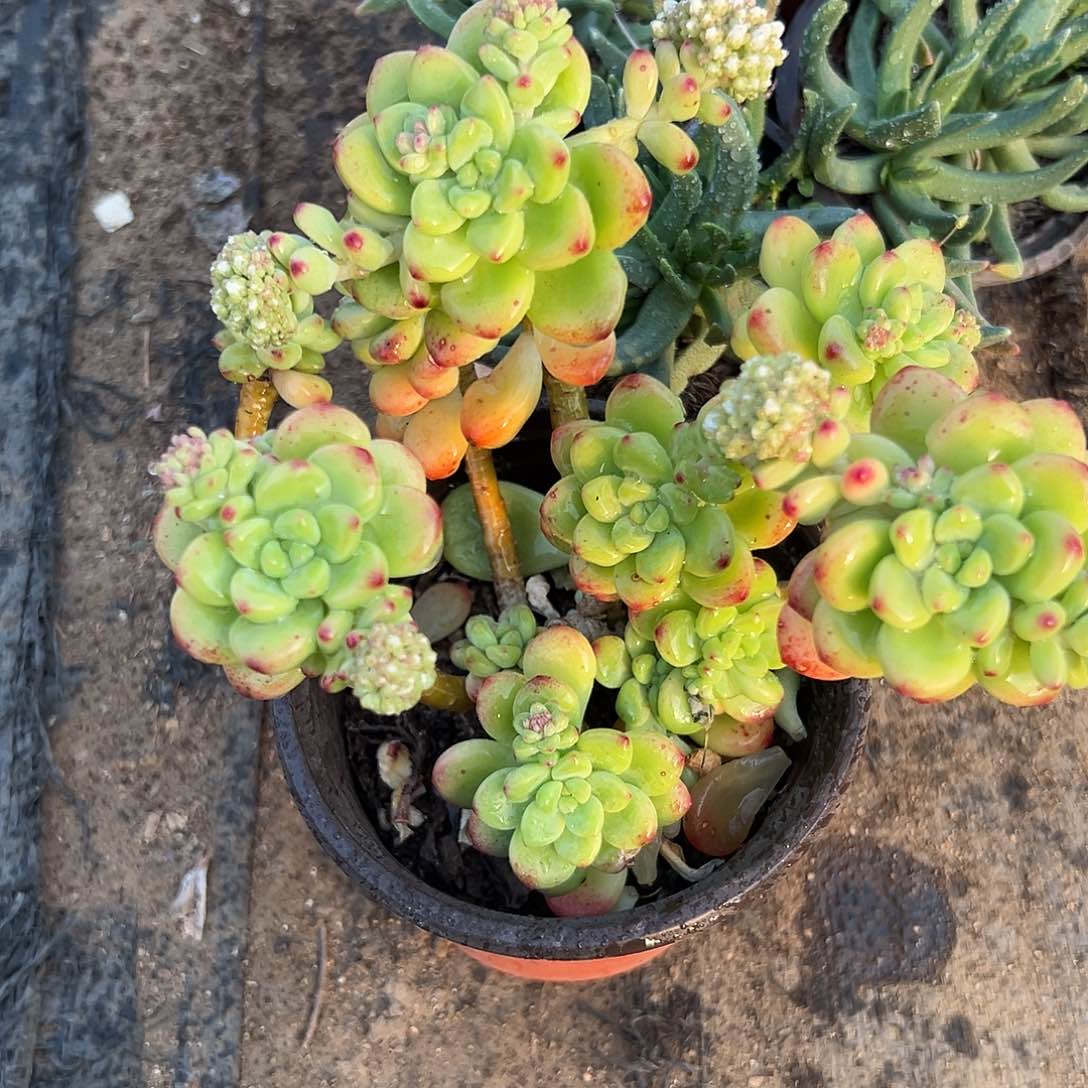 多肉植物香格里拉群