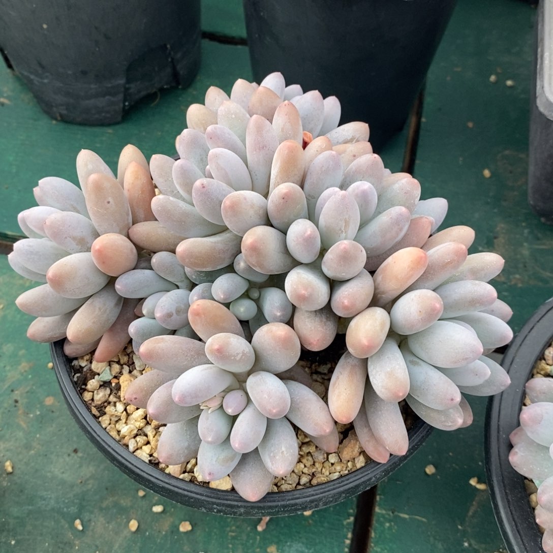 自然群汤圆，123456789